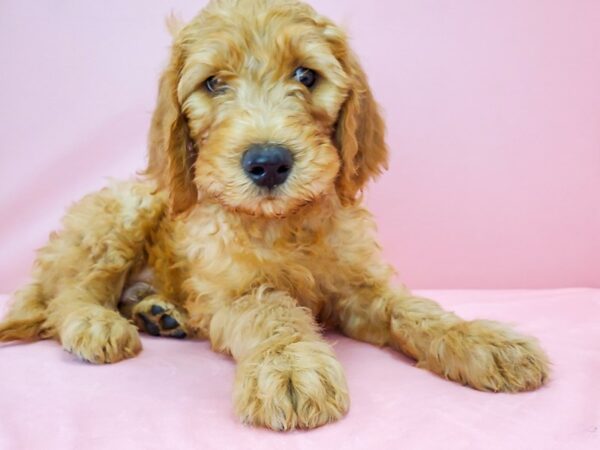 F1B Goldendoodle DOG Male Golden 21787 Petland Las Vegas, Nevada