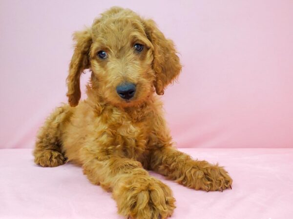 F1B Goldendoodle DOG Female GOLDEN 21788 Petland Las Vegas, Nevada