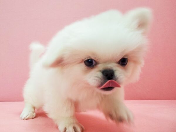 Pekingese-DOG-Male-Cream-21795-Petland Las Vegas, Nevada