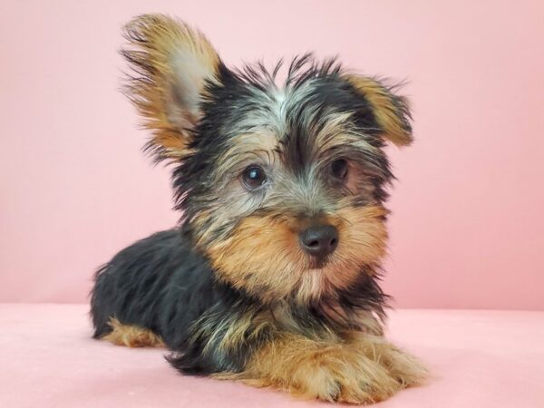 Silky Terrier DOG Female Black and Tan 21799 Petland Las Vegas, Nevada