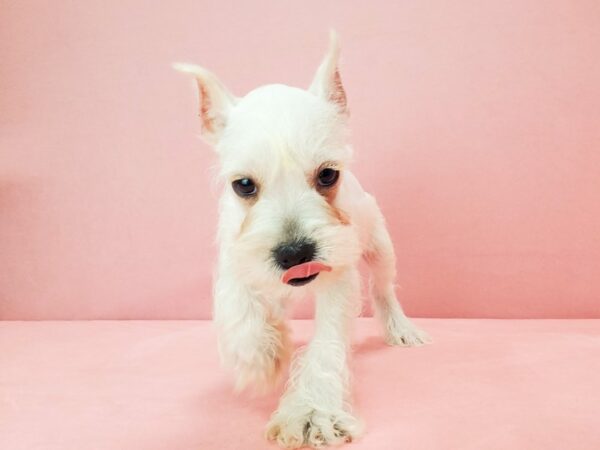 Miniature Schnauzer DOG Male White 21794 Petland Las Vegas, Nevada