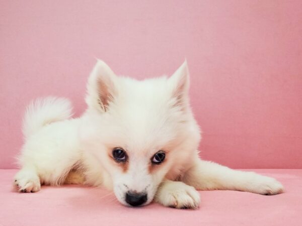 American Eskimo Dog DOG Female White 21790 Petland Las Vegas, Nevada