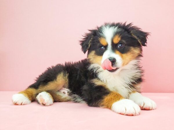 Miniature American Shepherd DOG Male Black 21801 Petland Las Vegas, Nevada