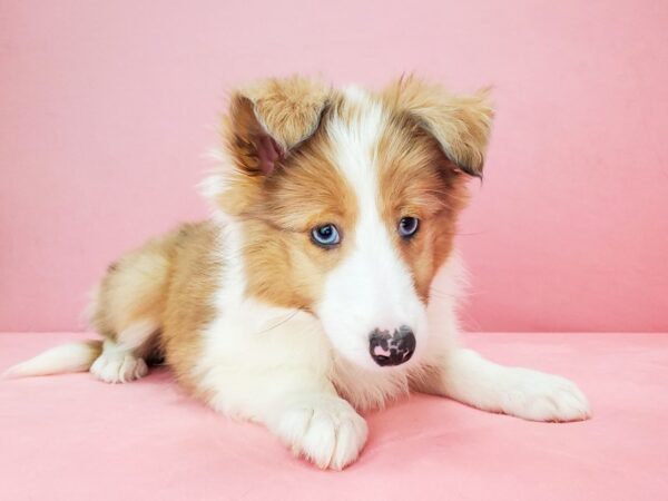 Shetland Sheepdog DOG Female Sable Merle and White 21797 Petland Las Vegas, Nevada