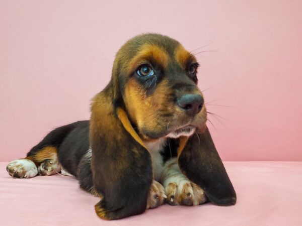 Basset Hound DOG Male Black Tan and White 21791 Petland Las Vegas, Nevada