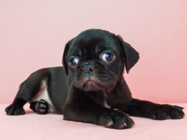 Pug DOG Male Black 21796 Petland Las Vegas, Nevada