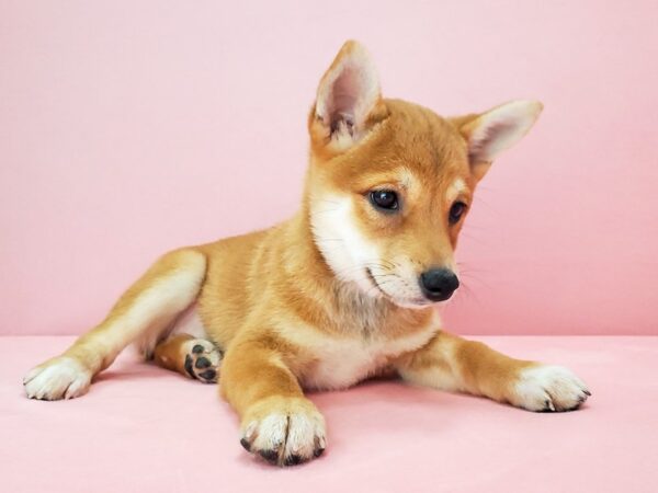 Shiba Inu DOG Female Red 21798 Petland Las Vegas, Nevada