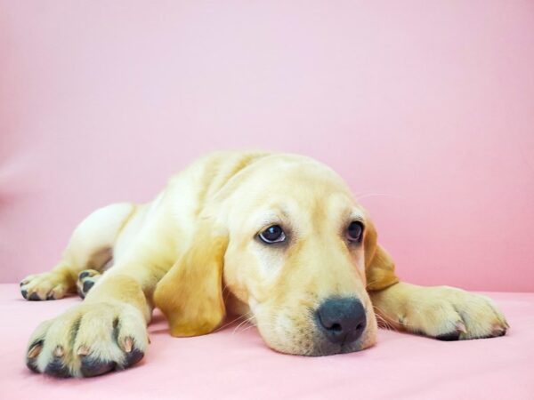 Labrador Retriever DOG Female Yellow 21792 Petland Las Vegas, Nevada