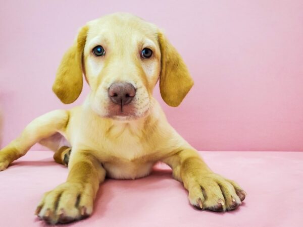 Labrador Retriever DOG Male Yellow 21793 Petland Las Vegas, Nevada