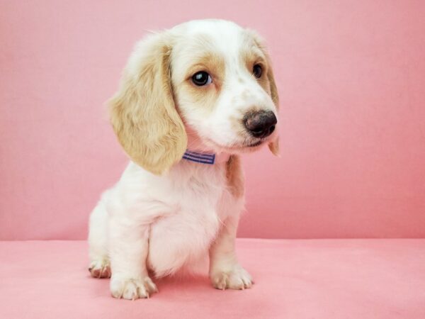 Dachshund DOG Male Isabella 21810 Petland Las Vegas, Nevada