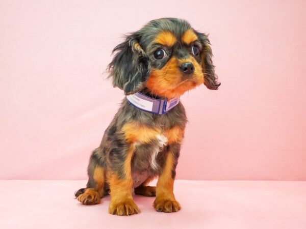 Cavalier King Charles Spaniel DOG Male Blue Merle / Tan 21807 Petland Las Vegas, Nevada