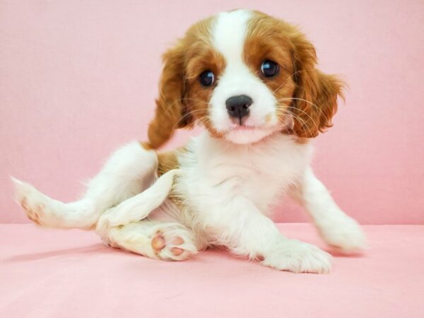 Cavalier King Charles Spaniel DOG Female Blenheim / White 21808 Petland Las Vegas, Nevada