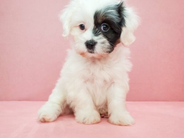 Poodle/Shih Tzu DOG Female White Black / Tan 21822 Petland Las Vegas, Nevada