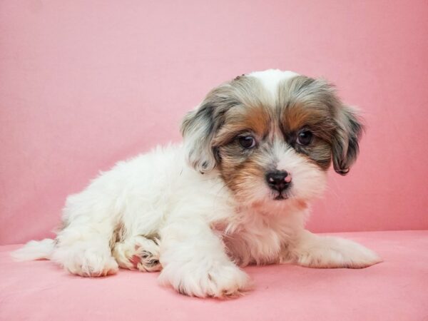 Poodle/Shih Tzu DOG Male White / Blue Merle 21825 Petland Las Vegas, Nevada