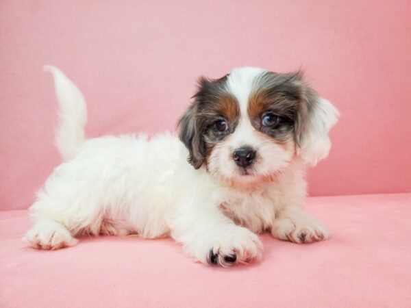 Poodle/Shih Tzu DOG Male White / Blue Merle 21824 Petland Las Vegas, Nevada