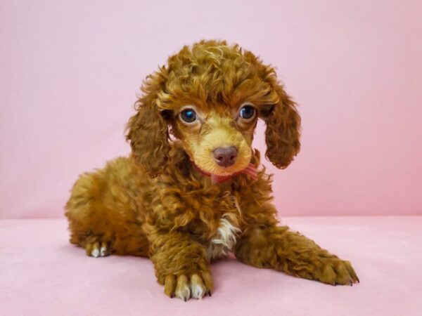 Poodle-DOG-Female-Red-21816-Petland Las Vegas, Nevada