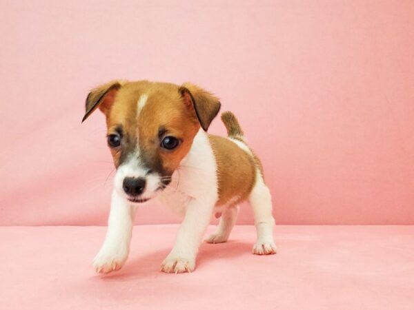 Jack Russell Terrier DOG Male White / Red 21821 Petland Las Vegas, Nevada