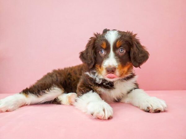 Miniature Australian Shepherd DOG Female Chocolate 21805 Petland Las Vegas, Nevada