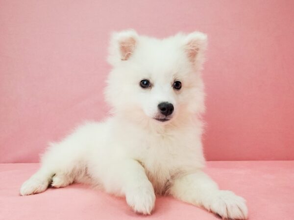 American Eskimo Dog DOG Female White 21802 Petland Las Vegas, Nevada