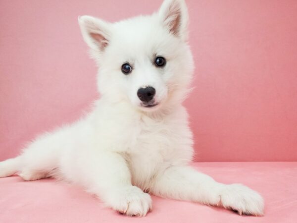 American Eskimo Dog DOG Male White 21803 Petland Las Vegas, Nevada