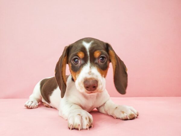 Dachshund DOG Female Chocolate / Tan 21809 Petland Las Vegas, Nevada