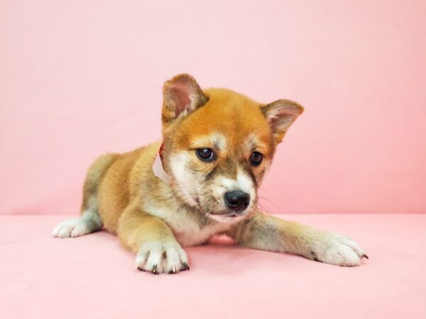 Shiba Inu DOG Female Red Sesame 21817 Petland Las Vegas, Nevada