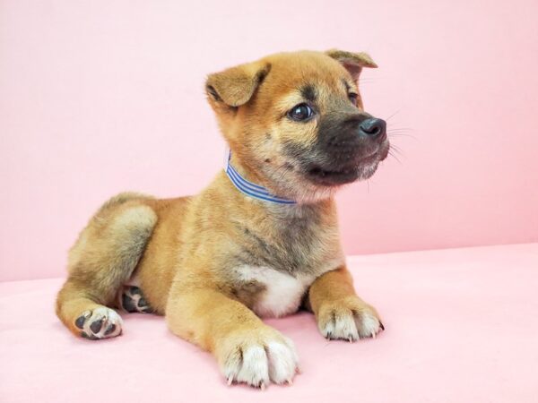 Shiba Inu DOG Male Red Sesame 21818 Petland Las Vegas, Nevada