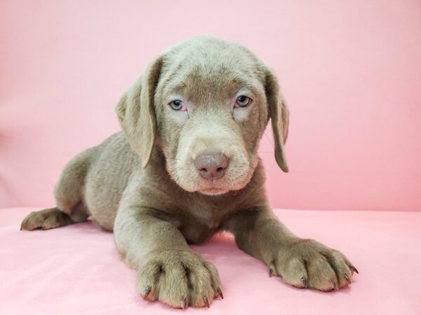 Labrador Retriever DOG Female Silver 21811 Petland Las Vegas, Nevada