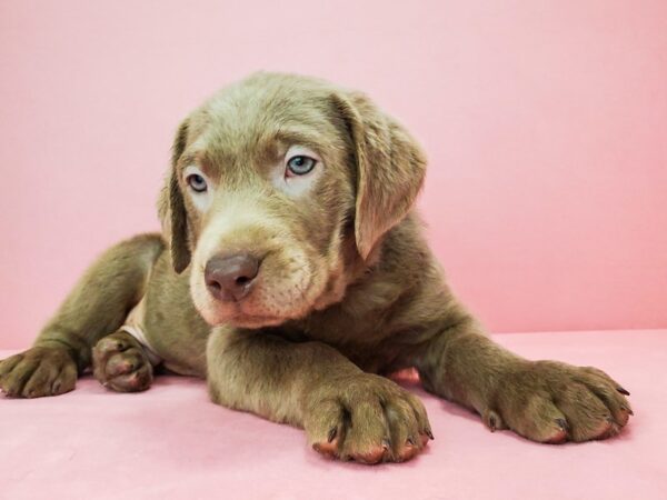 Labrador Retriever DOG Male Silver 21812 Petland Las Vegas, Nevada