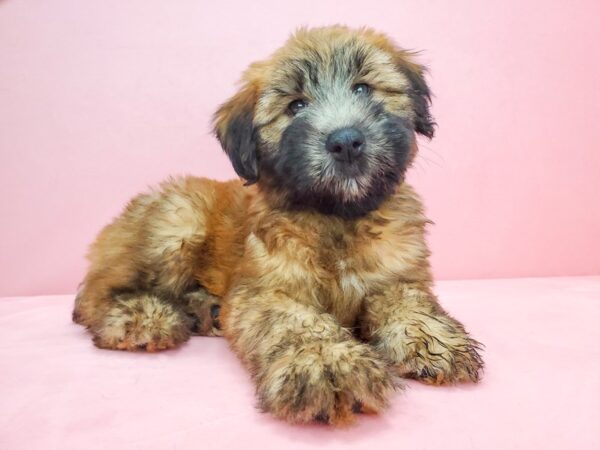 Soft Coated Wheaten Terrier DOG Male Wheaten 21819 Petland Las Vegas, Nevada