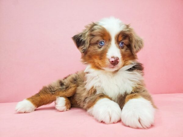 Miniature Australian Shepherd DOG Male Red Merle 21806 Petland Las Vegas, Nevada