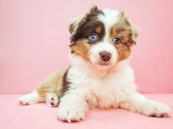 Miniature Australian Shepherd/Toy Australian Shepherd DOG Male Red Merle 21804 Petland Las Vegas, Nevada