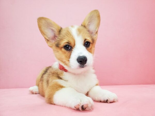 Pembroke Welsh Corgi DOG Female Red 21815 Petland Las Vegas, Nevada