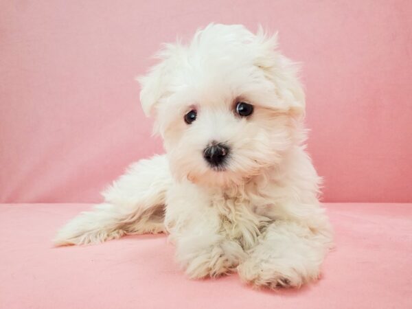 Maltese DOG Male White 21814 Petland Las Vegas, Nevada