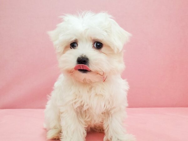 Maltese DOG Female White 21813 Petland Las Vegas, Nevada