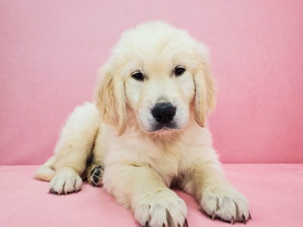 Golden Retriever DOG Male Golden 21826 Petland Las Vegas, Nevada