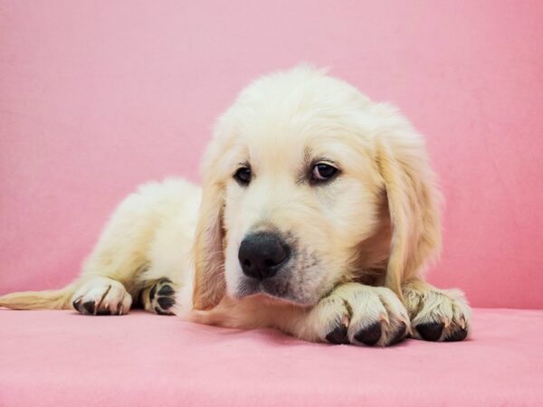 Golden Retriever DOG Male Golden 21827 Petland Las Vegas, Nevada