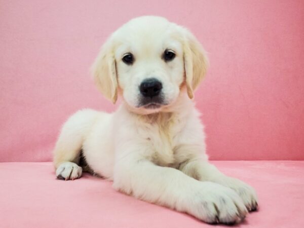 Golden Retriever DOG Female Golden 21828 Petland Las Vegas, Nevada