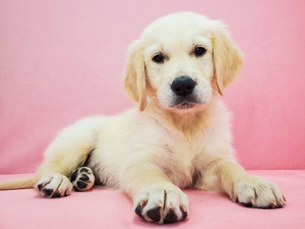 Golden Retriever DOG Female Golden 21829 Petland Las Vegas, Nevada