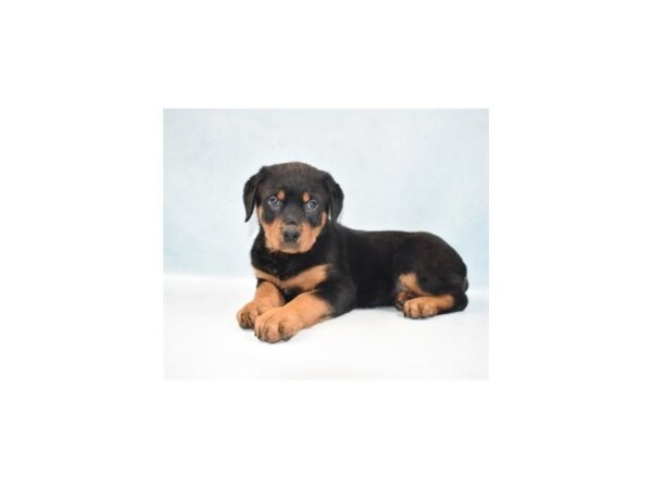 Rottweiler DOG Female Black and Mahogany 21837 Petland Las Vegas, Nevada