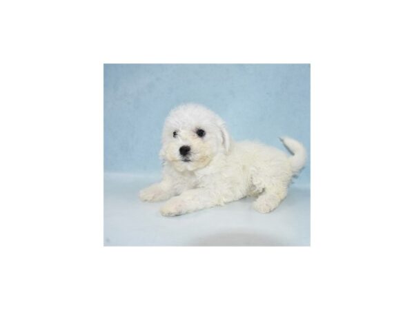 Bichon Frise DOG Female White 21845 Petland Las Vegas, Nevada