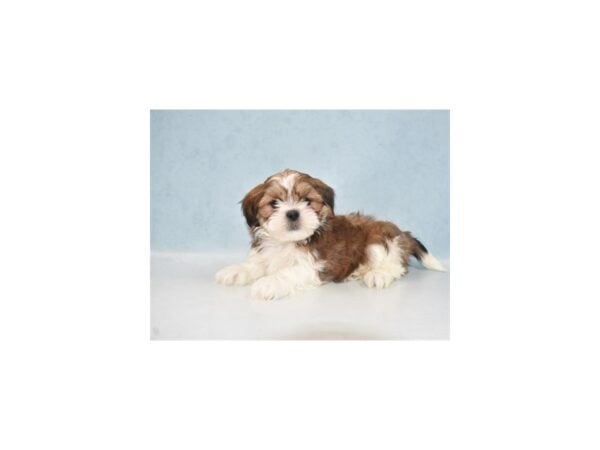 Lhasa Apso DOG Male Red Gold 21834 Petland Las Vegas, Nevada