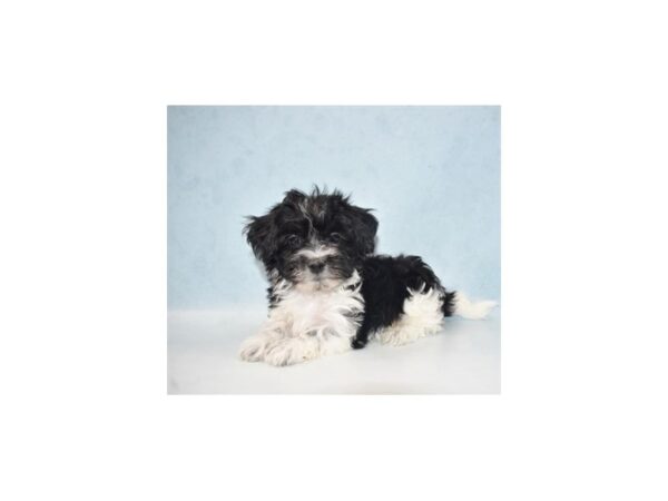 Havanese DOG Male Black and White 21832 Petland Las Vegas, Nevada