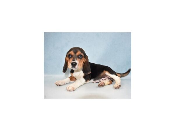 Beagle DOG Female Black Tan and White 21844 Petland Las Vegas, Nevada