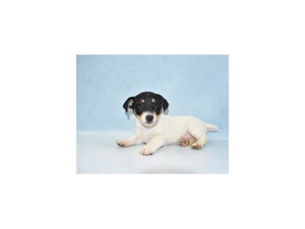 Jack Russell Terrier DOG Female White Black and Tan 21841 Petland Las Vegas, Nevada