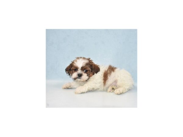 Shih Tzu DOG Male Gold and White 21839 Petland Las Vegas, Nevada