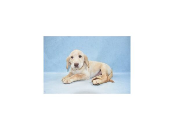 Labrador Retriever DOG Male Yellow 21833 Petland Las Vegas, Nevada