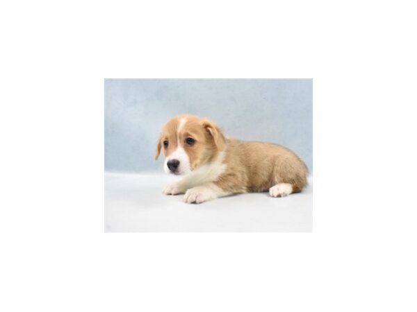 Pembroke Welsh Corgi DOG Female Red 21836 Petland Las Vegas, Nevada