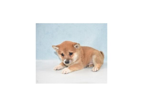 Shiba Inu DOG Male Red Sesame 21838 Petland Las Vegas, Nevada