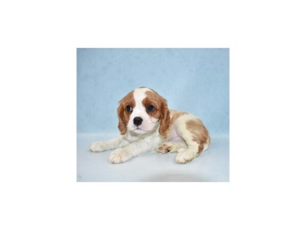 Cavalier King Charles Spaniel DOG Male Blenheim 21830 Petland Las Vegas, Nevada